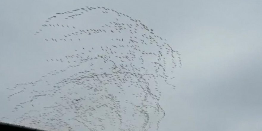 Göç eden leylek sürüsünün gökyüzünde görüntüleri