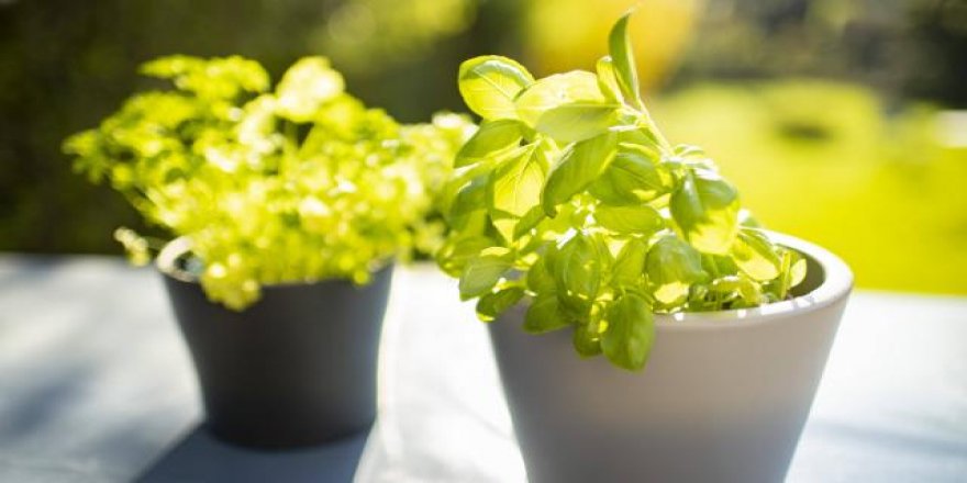 Evde saksıda sebze üretimi