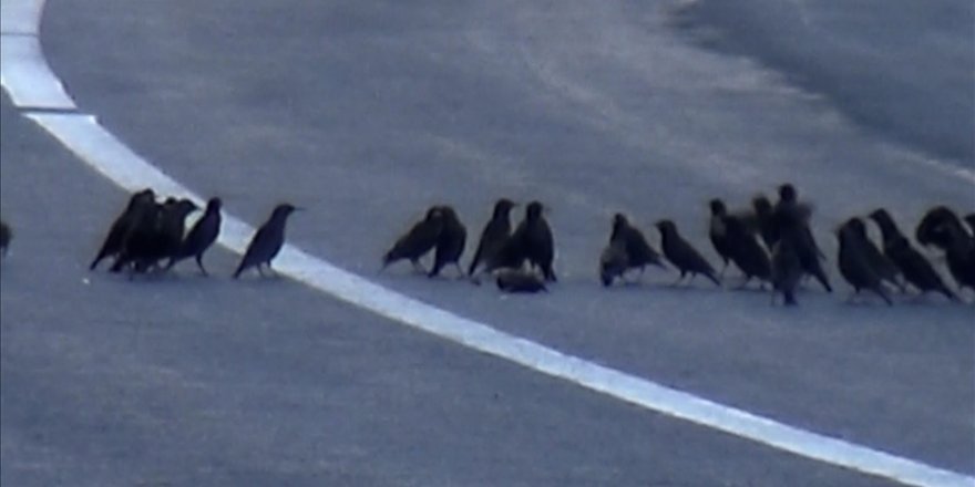 Aracın çarparak telef ettiği kuşun başından ayrılmadılar