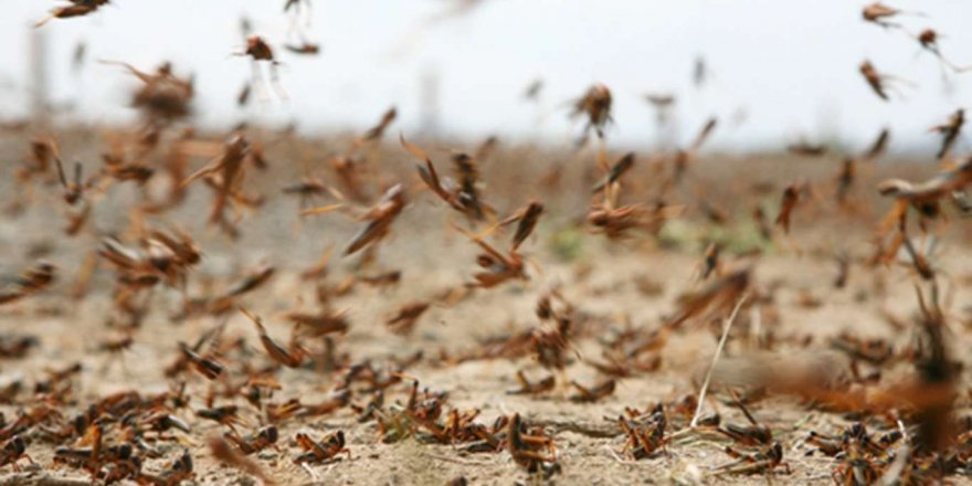 Suriye'de çekirge istilası