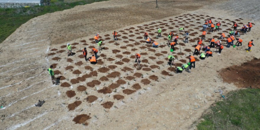 Eski çöp alanı lavanta bahçesi oluyor
