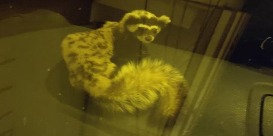 Nesli tehlike altındaki "alaca sansar" görüldü