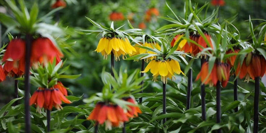 Şırnak’ta ‘ters laleleri’ koparana 70 bin lira para cezası
