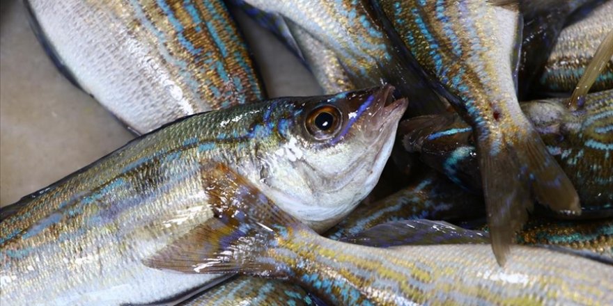 Balıkçı tezgahlarının yeni gözdesi menekşe balığı oldu