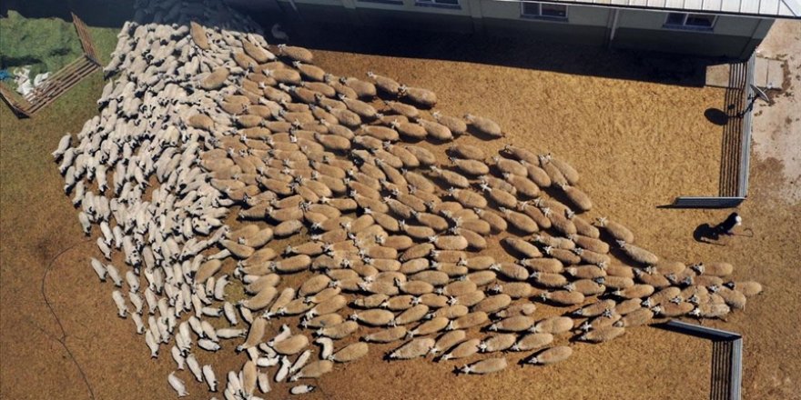 Binlerce kuzunun 'anne şefkatine koşusu'