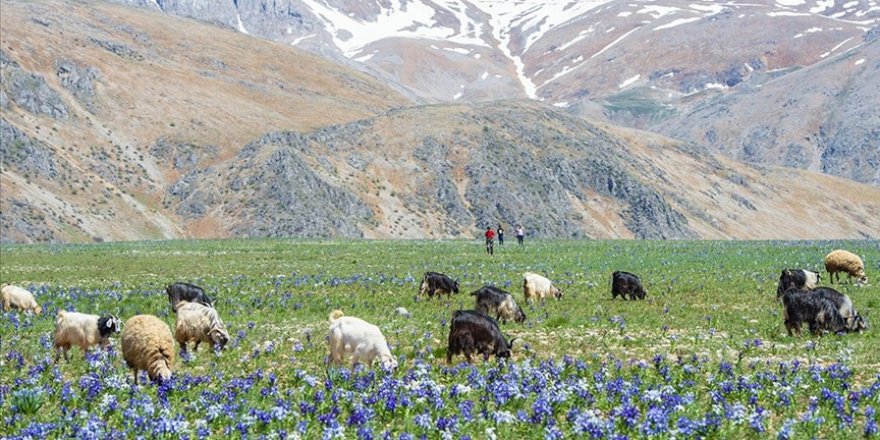 Tunceli'nin dağ köylerinde açan 'süsen çiçekleri' göz kamaştırıyor