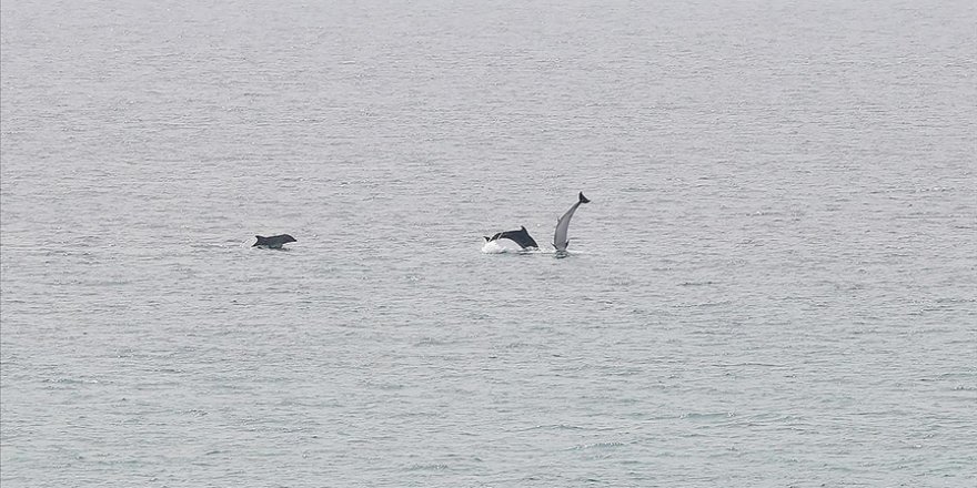 Saros Körfezi'nde yunuslar görüntülendi