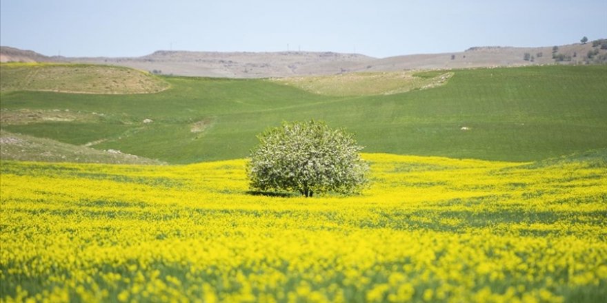 Tunceli'de yabani hardal çiçekleri tarlaları sarıya bürüdü