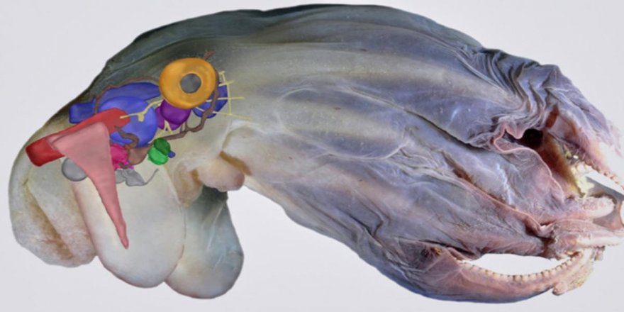 Subhanallah! Denizin 7 bin metre altında keşfedildi!