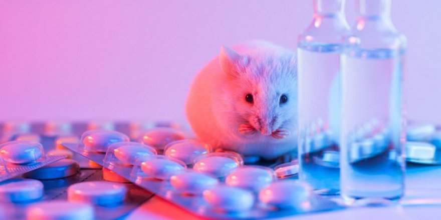 Sosyal medya şirketleri, hayvanlara işkence videolarından milyonlar kazanıyor