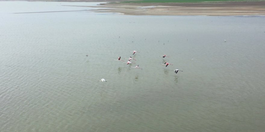 Başkent'in renkli misafirleri flamingolar Mogan Gölü semalarından geçti