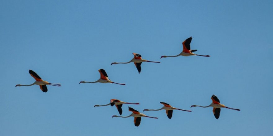 Flamingolar Erçek Gölü'ne bu yıl erken geldi