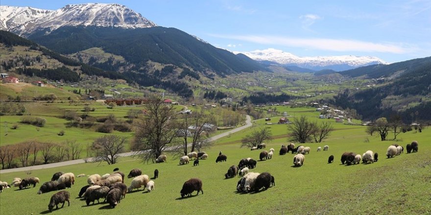 'Sakin şehir' Şavşat’ta ilkbaharla birlikte tabiat canlandı