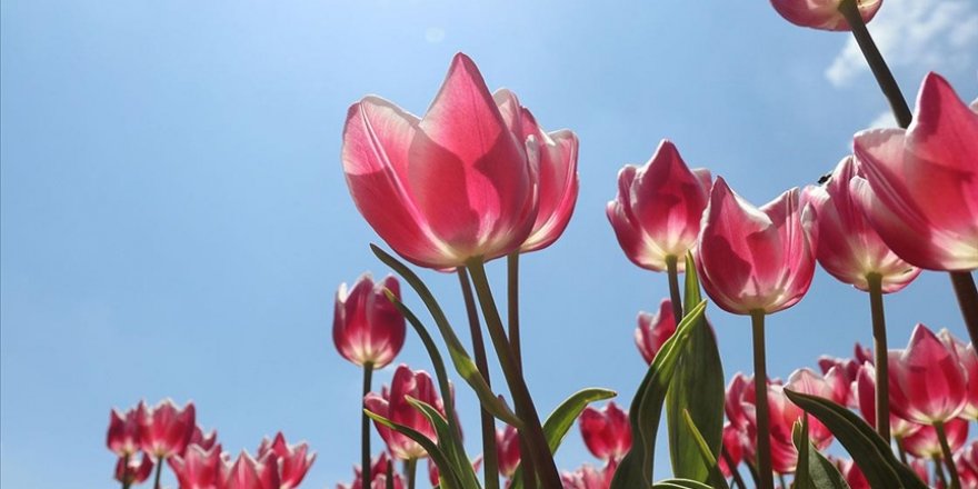 Karaman'da üretilen laleler 11 ülkede park ve bahçeleri süslüyor