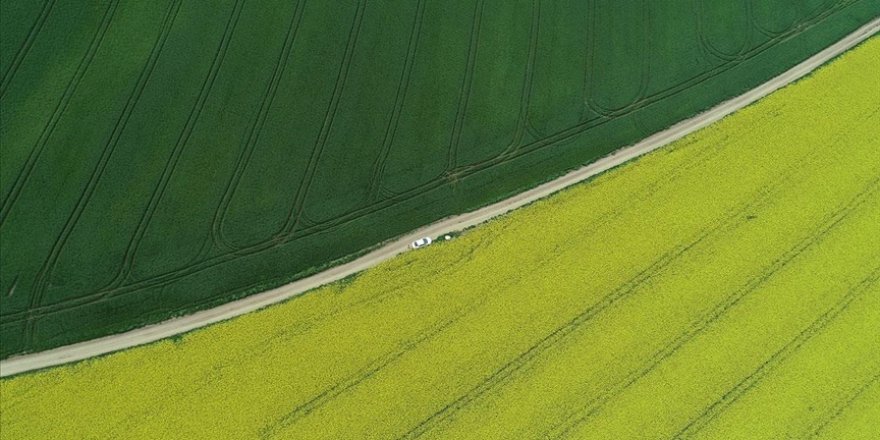 Trakya'da 'Altın sarısı' kanola tarlaları buğdayın yeşiliyle buluştu