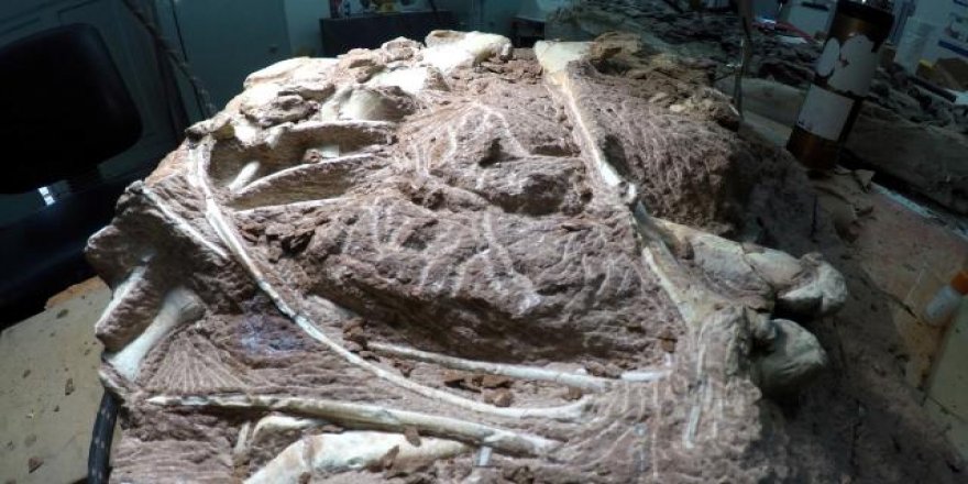 72 milyon yıllık yeni bir dinozor türü keşfedildi