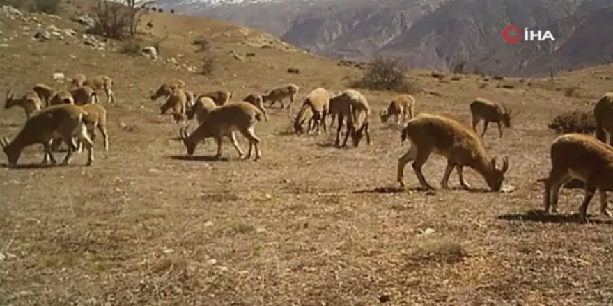 Yaban hayatı fotokapana yakalandı