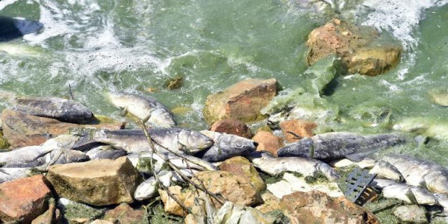 Lübnan'daki Karun Baraj Göleti’nde tonlarca balık telef oldu