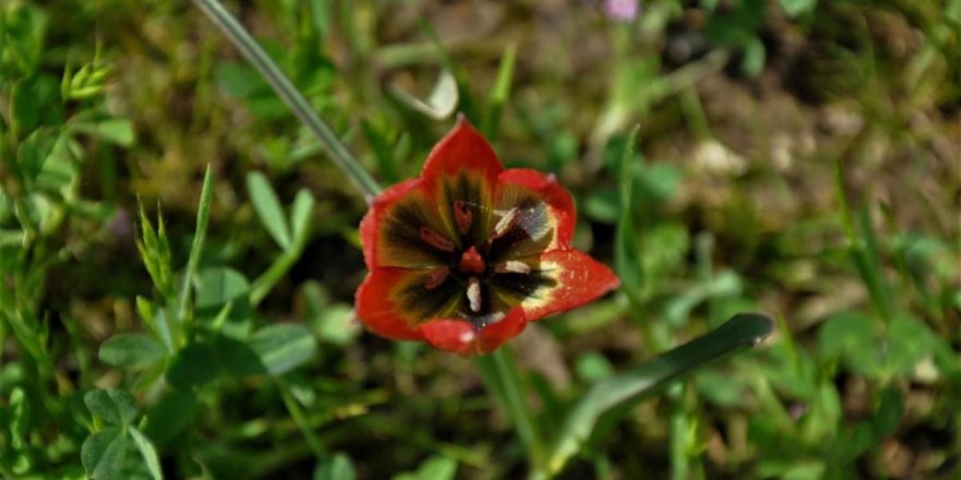 Bu çiçeği koparmanın bedeli 80 bin 460 lira, ya çiçeğe muhatap olmanın bedeli?