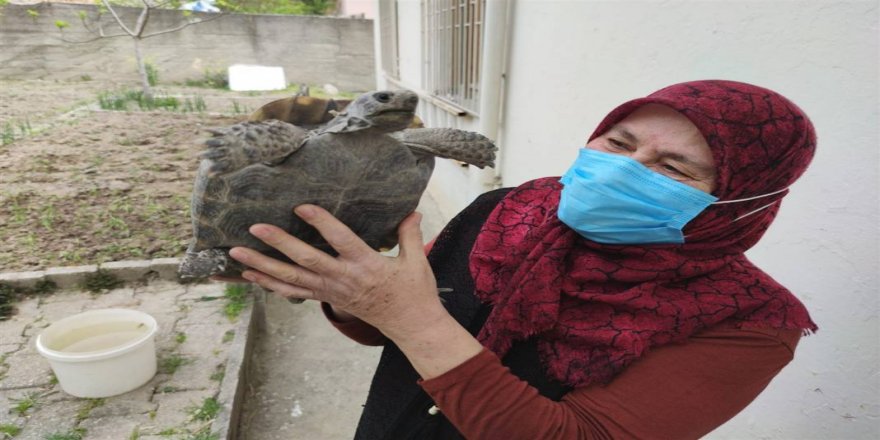 70 yaşındaki Zekiye teyze ile kaplumbağanın şaşırtan arkadaşlığı