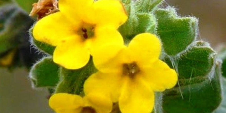 "Yalı Havacivası" yok olma tehlikesi ile karşı karşıya