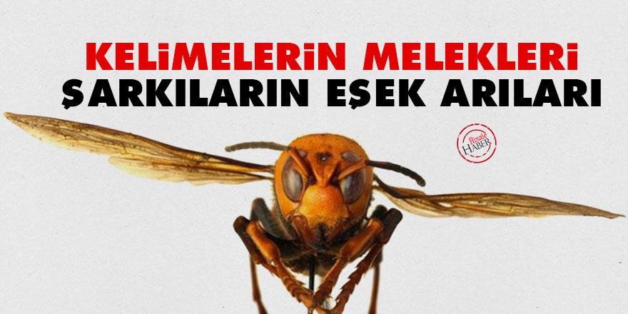 Kelimelerin melekleri şarkıların eşek arıları