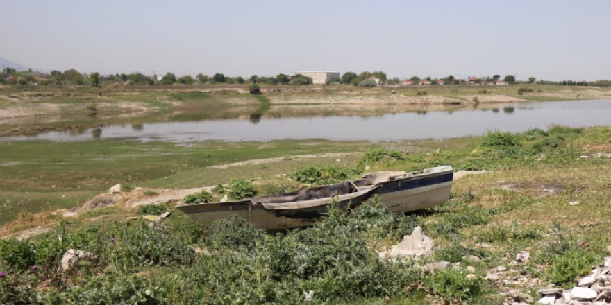 Yeterince sulanamayan buğdaylar erkenden baş verdi