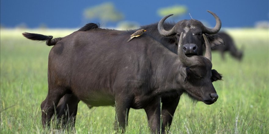 ABD'de Büyük Kanyon'daki bufalo artışı nedeniyle düzenlenecek ava 45 binden fazla başvuru oldu