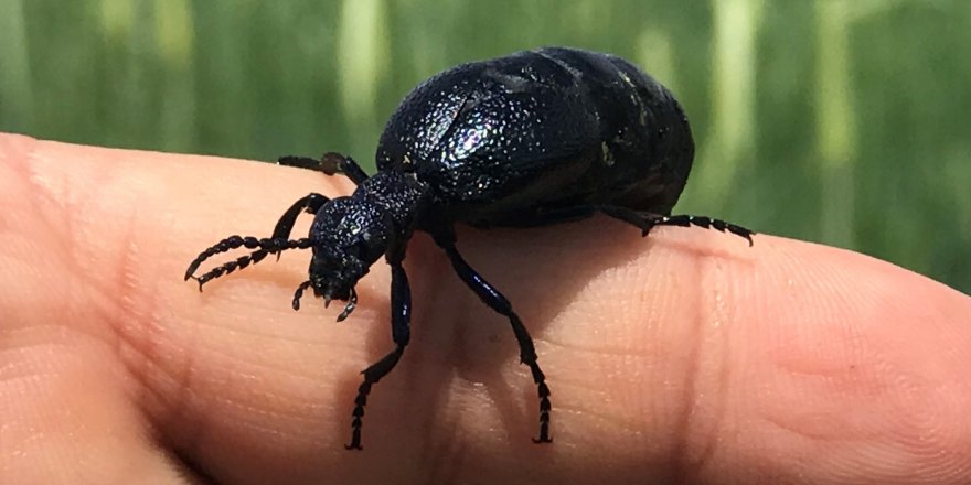 İstilacı çekirgenin düşmanı bu böcek