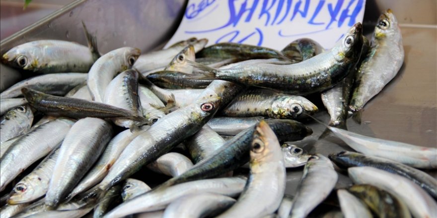 Haftada iki kutu sardalya tüketimi, tip 2 diyabet riskini azaltabilir