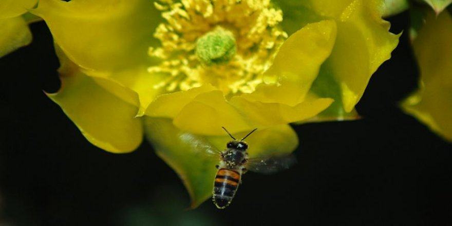 Covid-19'u saniyeler içinde tespit edebilen bal arıları
