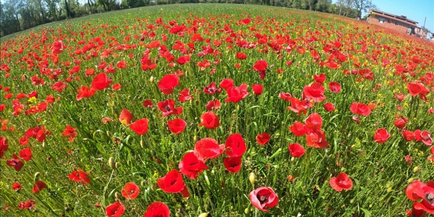 Kızılırmak Deltası ilkbaharda açan çiçeklerle renklendi