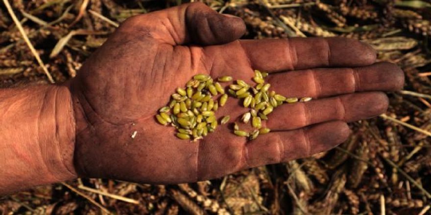 Hatay'da yeşil buğday hasadı