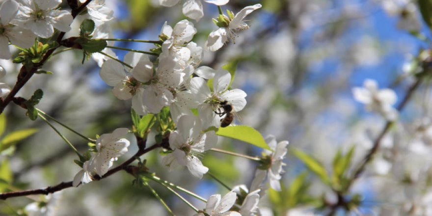 Çiçek açan vişne ağaçları görsel ziyafet sundu