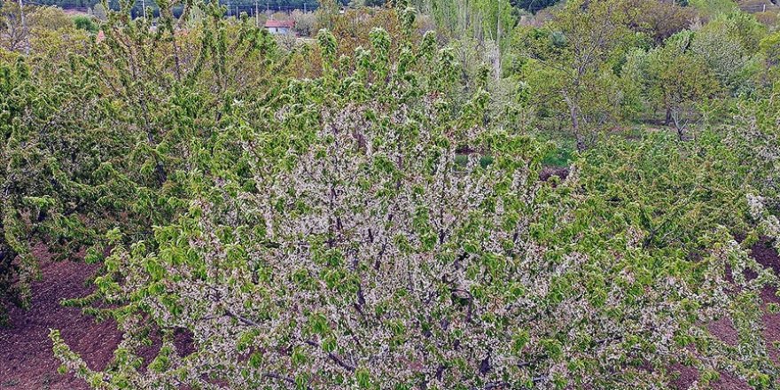 Eldivan'da baharın gelmesiyle beyaz gelinliğini giyen kiraz bahçeleri göz alıcı güzellikler sunuyor