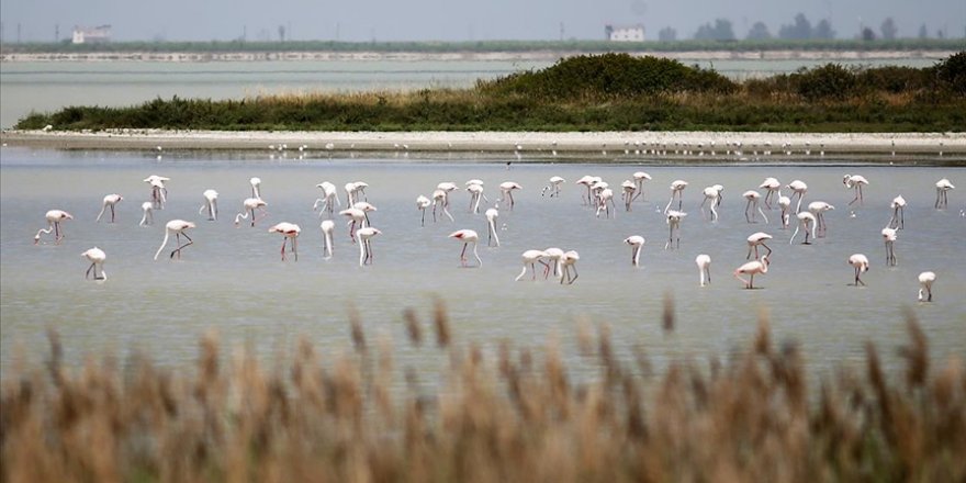 Türkiye, göçmen kuşlara Avrupa-Afrika kıtaları arasında köprü oluyor