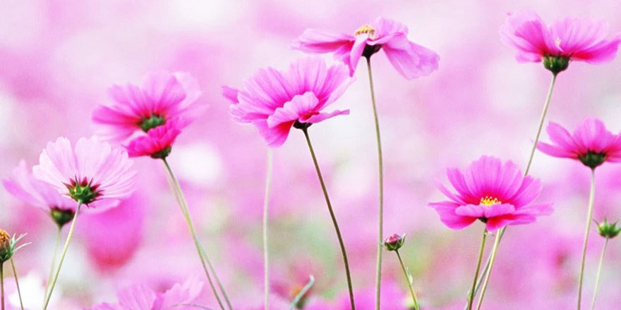 Anne öğretmenleri en iyisi yapan 12 sır