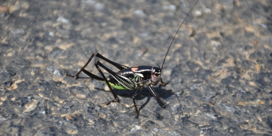 Şırnak'ta önlerine çıkan her şeyi yiyen çekirgeler çiftçileri tedirgin etti