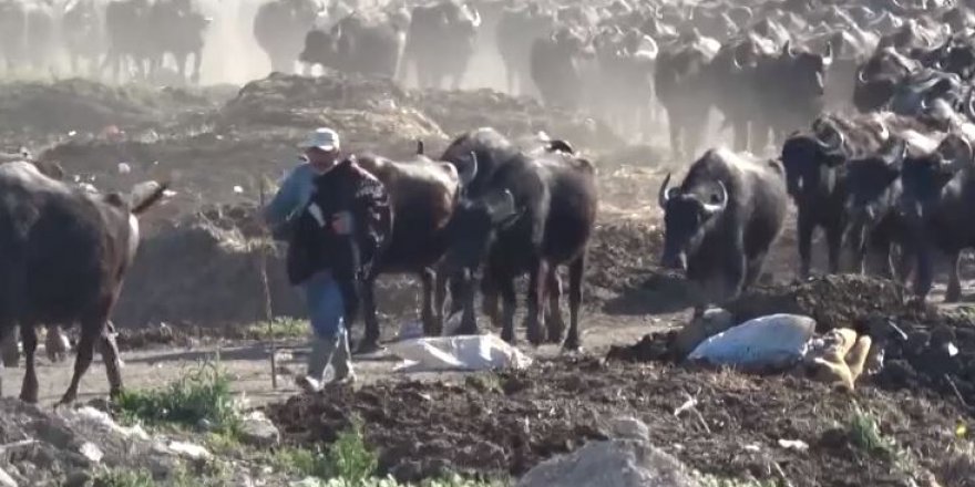 Mandaların dereyle buluşması görsel şölen oluşturdu