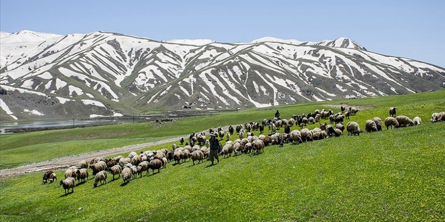 Şırnak'ın Faraşin Yaylası'nda yeşil örtü ve karlı dağlarla iki mevsim bir arada