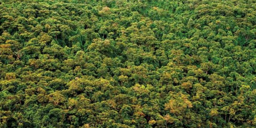 Muğla'da ormana girişler yasaklandı!