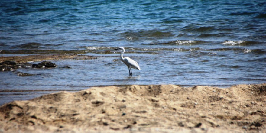 Sahiller boş kalınca, yaban hayvanları sahillere gelmeye başladı