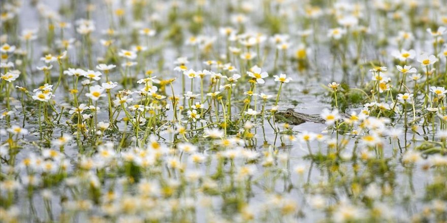 Doğası ve yaban hayatıyla dikkati çeken Tunceli'deki 'Sülüklü Göl' bahar renklerine büründü