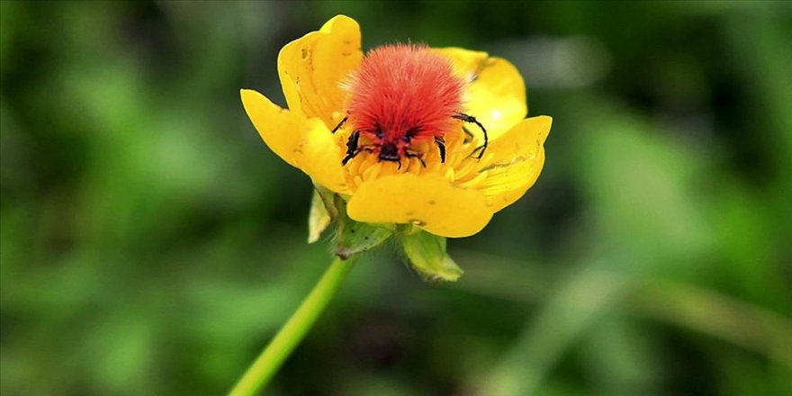 Elazığ'da 2 bin 340 rakımda keşfedilen böceğe 'Kürklü düğün' adı verildi
