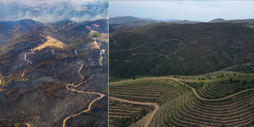 Yanan orman alanları 3-5 yılda tamamen 'yeşil örtüye' dönüşecek