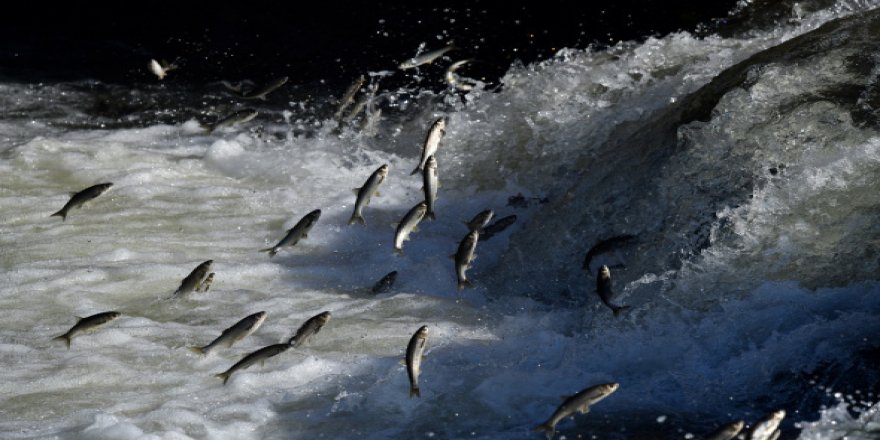 Uçan balıkların muhteşem göçü