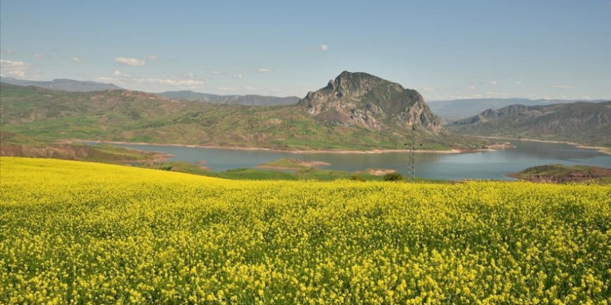 Giresun'da tarlalarda açan sarı çiçekler görsel şölen oluşturdu