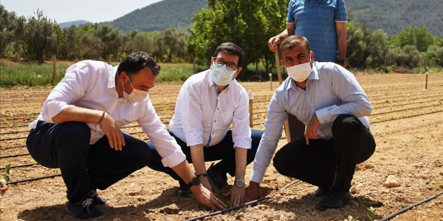 Ata tohumları Güney Ege'nin verimli topraklarında yeşerecek