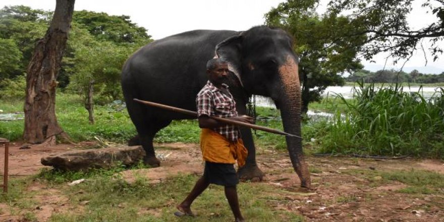 Hindistan'da yıldırım düşmesinin ardından 18 fil ölü bulundu