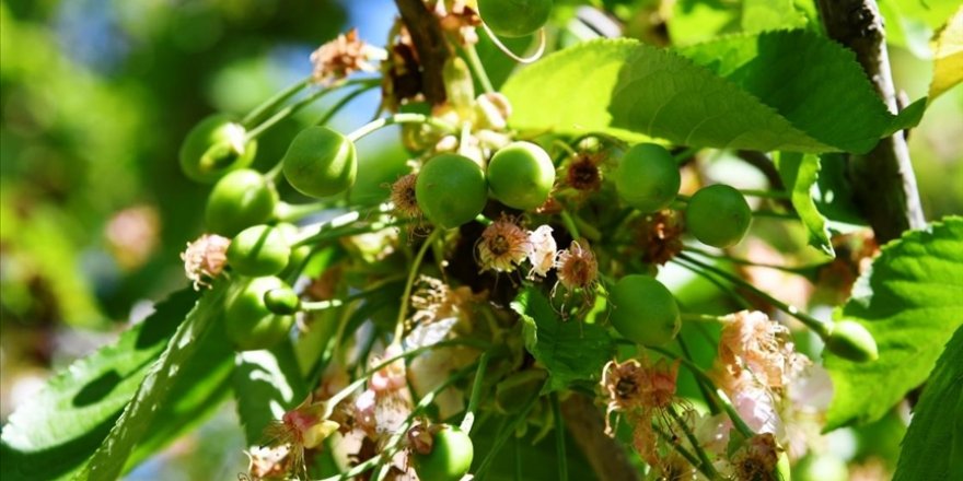 Meşhur 'Lapseki kirazı' ay sonuna doğru tezgahlarda yerini alacak